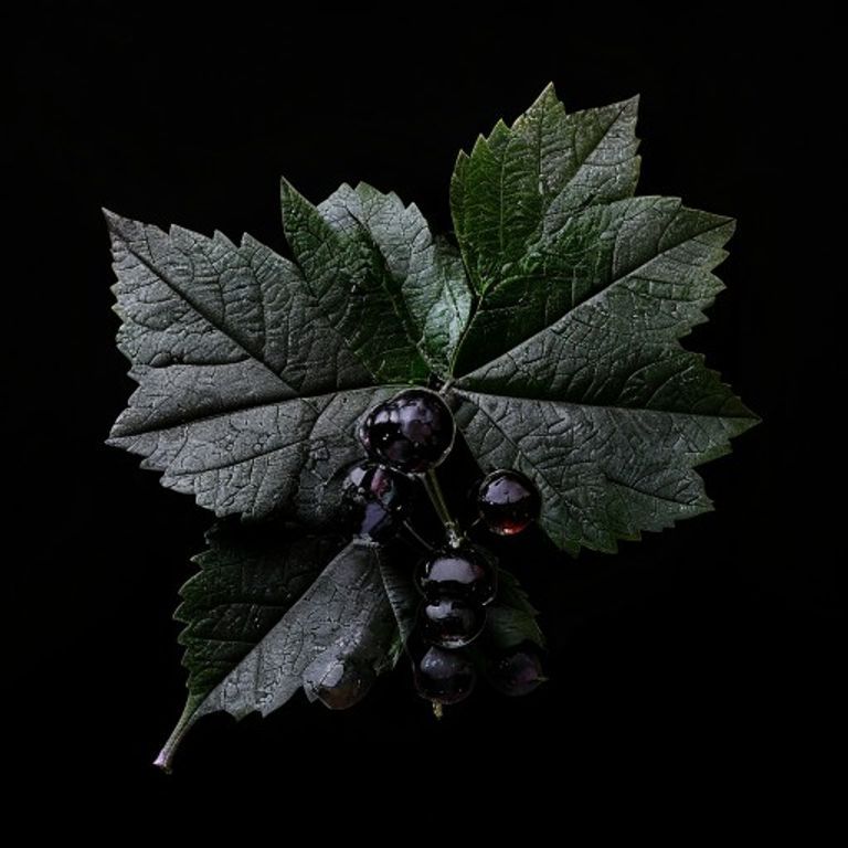 Blackcurrant Leaf