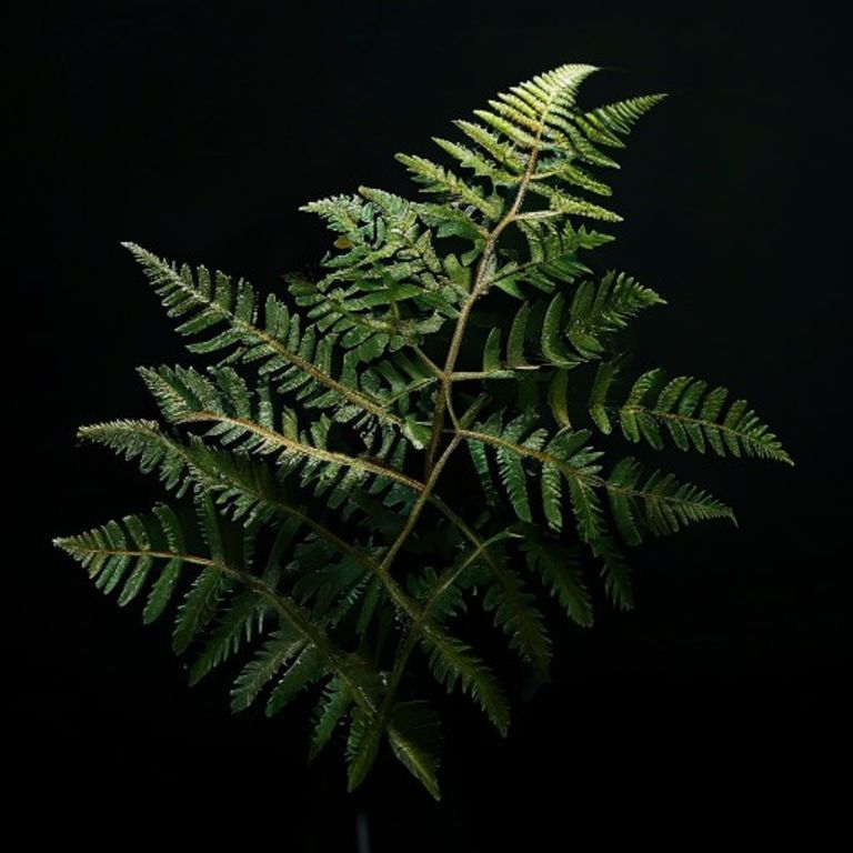 Fern accord