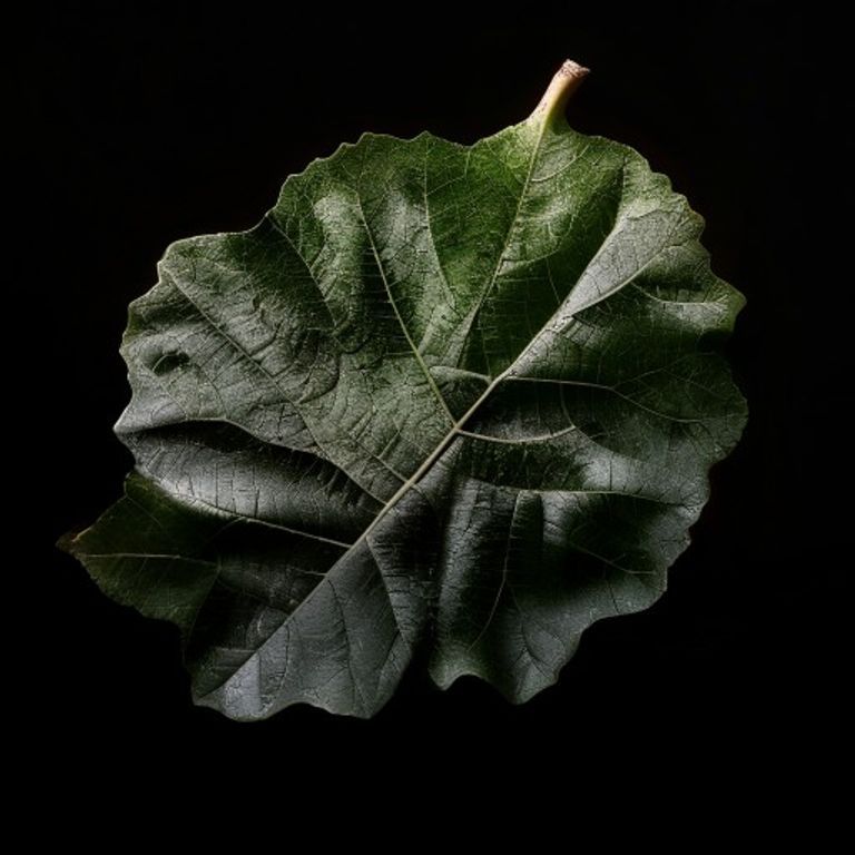 Fig Leaf