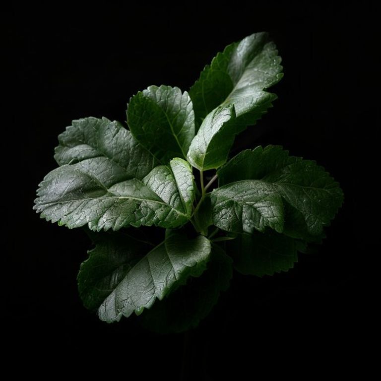 Shiso